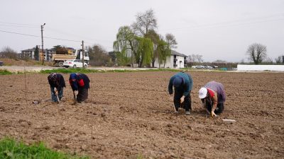 Düzce Belediyesi Tarım Akademisi, şehre ekonomik katkı sağlamak ve yerel