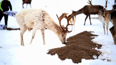 Çorum Belediyesi kar yağışının aniden bastırması nedeniyle kuşları ve yaban