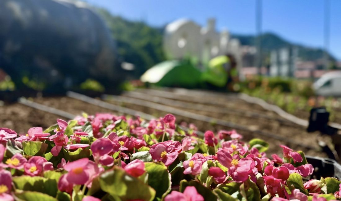 Artvin Belediyesi Park ve Bahçeler Müdürlüğü ekipleri, peyzaj çalışmaları kapsamında