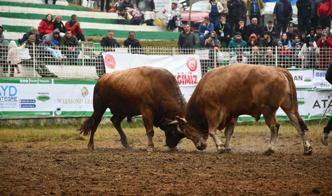 44. Kafkasör Kültür, Turizm ve Sanat Festivali, 380-421 kg aralığındaki