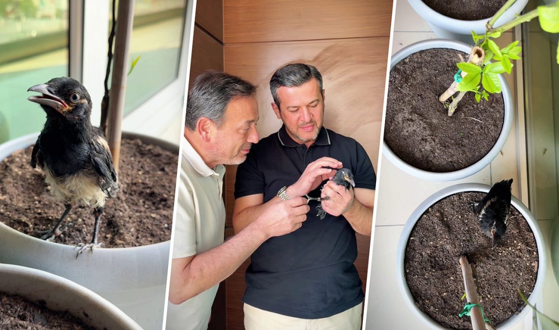 Karabük’te meydana gelen orman yangınlarında sadece insanlar değil, doğadaki tüm