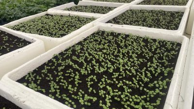 Bartın Belediyesi Park ve Bahçeler Müdürlüğü tarafından başlatılan mevsimlik çiçek