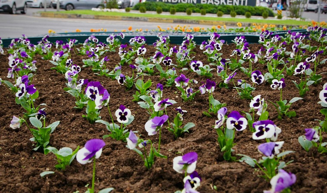 Giresun’un Güzelliğine Güzellik Katılıyor Giresun Belediyesi Park ve Bahçeler Müdürlüğü, şehir genelinde estetik düzenlemeler