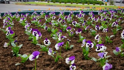 Giresun Belediyesi Park ve Bahçeler Müdürlüğü, şehir genelinde estetik düzenlemeler