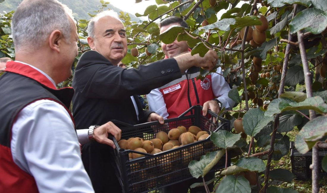 Coğrafi İşaretli Ordu Kivisinde Yeni Sezon Sevinci Ordu İl Tarım ve Orman Müdürlüğü’nden yapılan açıklamaya göre, ilin