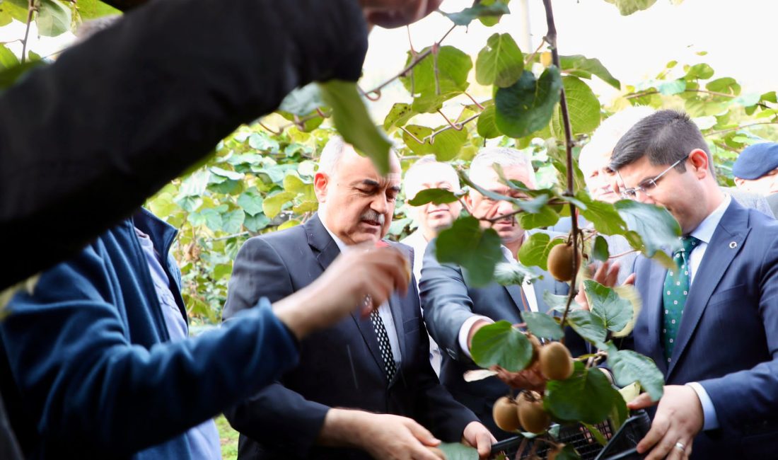 Vali Erol, Kivi Hasadına Katıldı Vali Muammer Erol, Gülyalı ilçemizin Turnasuyu mahallesinde İbrahim Yeşilyurt adlı