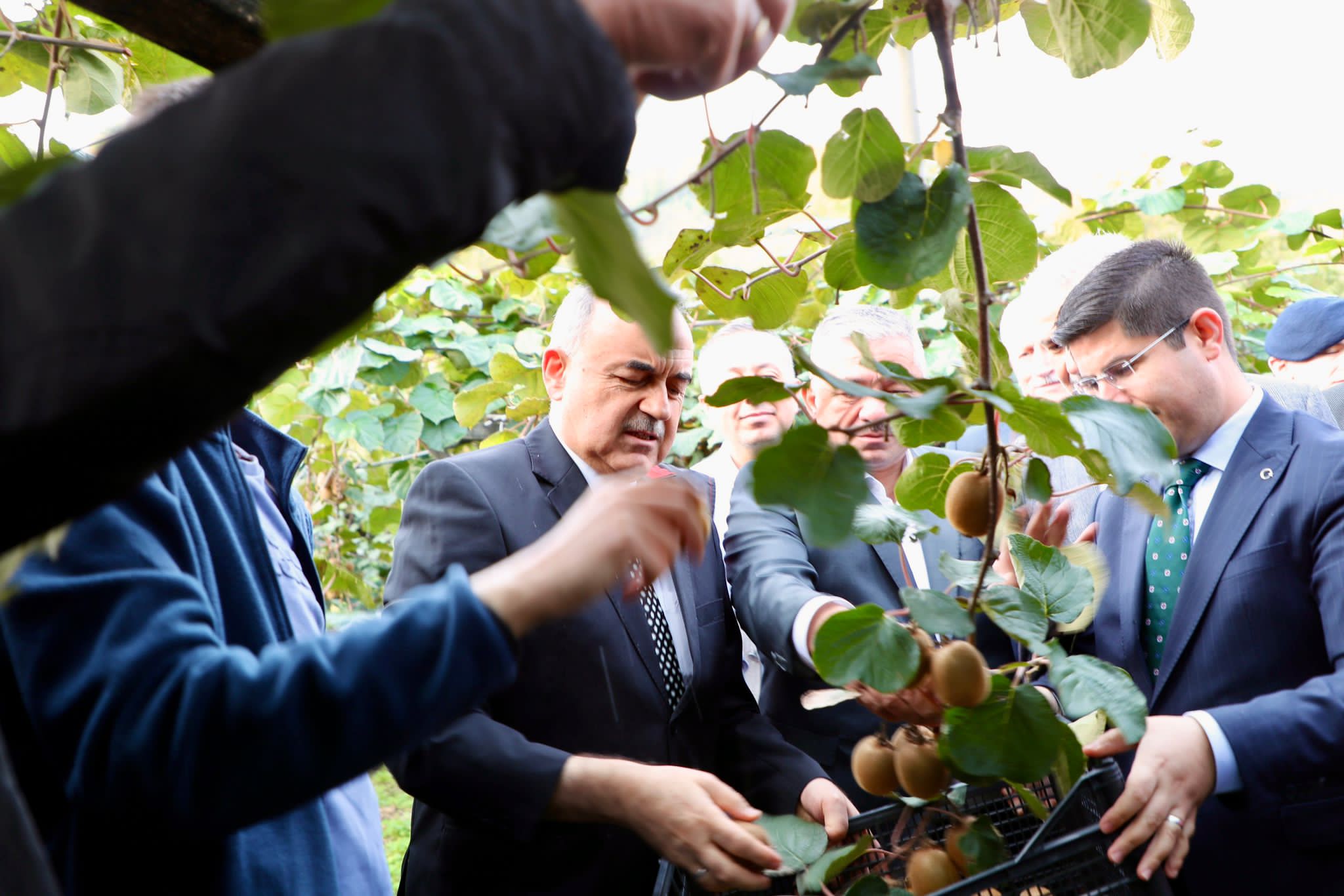Vali Erol, Kivi Hasadına Katıldı Vali Muammer Erol, Gülyalı ilçemizin Turnasuyu mahallesinde İbrahim Yeşilyurt adlı
