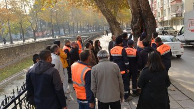 Karaçomak Deresi kenarında bulunan çınar ağaçları Kastamonu Belediyesi ile İstanbul