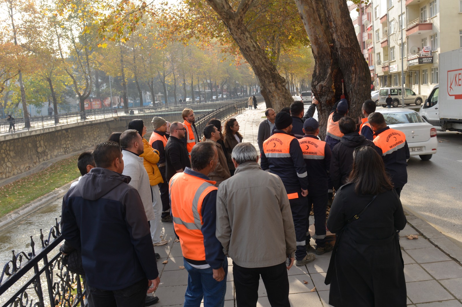 Karaçomak Deresi kenarında bulunan çınar ağaçları Kastamonu Belediyesi ile İstanbul