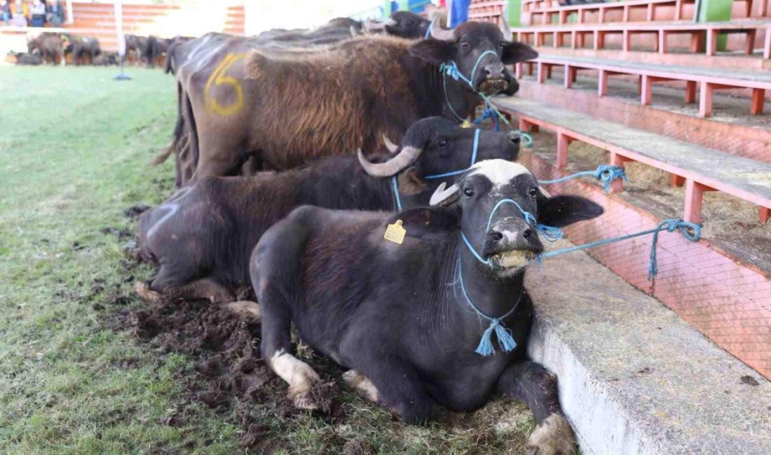 Yok Olmak Üzereydi Şimdi Yeniden Canlanıyor Ordu Büyükşehir Belediye Başkanı Dr. Mehmet Hilmi Güler, Ordu’nun hayvancılığına