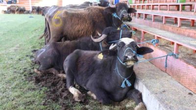 Ordu Büyükşehir Belediye Başkanı Dr. Mehmet Hilmi Güler, Ordu’nun hayvancılığına