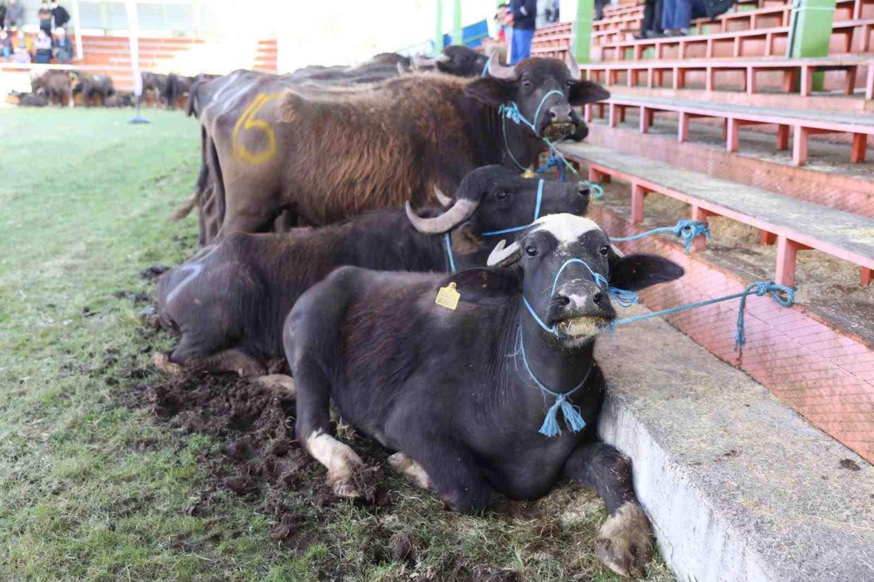 Yok Olmak Üzereydi Şimdi Yeniden Canlanıyor Ordu Büyükşehir Belediye Başkanı Dr. Mehmet Hilmi Güler, Ordu’nun hayvancılığına