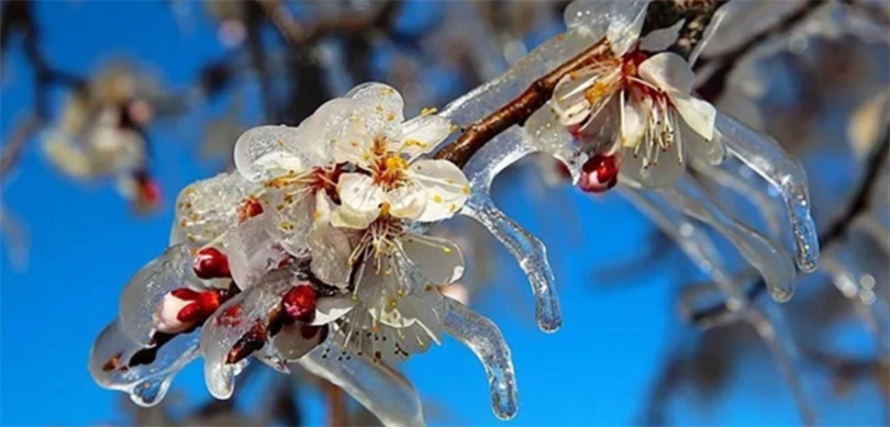 Tarım ve Orman Bakanı İbrahim Yumaklı, zirai don nedeniyle ürünleri
