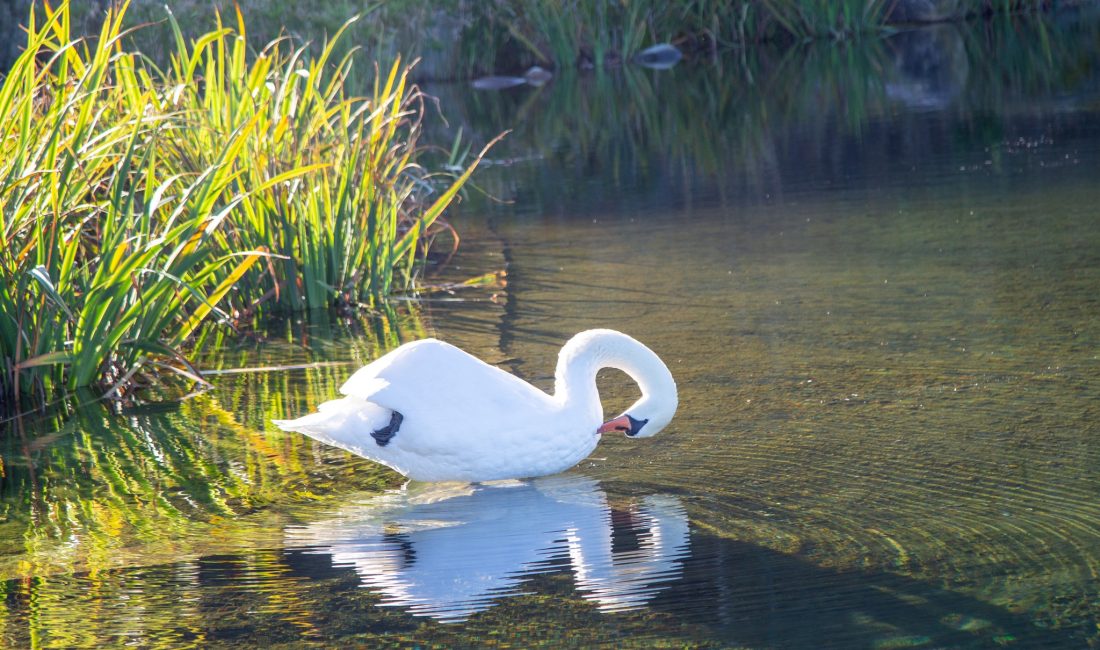 Doğu Karadeniz Bölgesi’nin ve Rize’nin en çok tercih edilen doğal