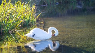 Doğu Karadeniz Bölgesi’nin ve Rize’nin en çok tercih edilen doğal