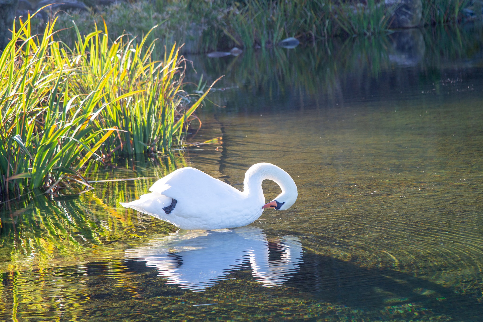 Doğu Karadeniz Bölgesi’nin ve Rize’nin en çok tercih edilen doğal