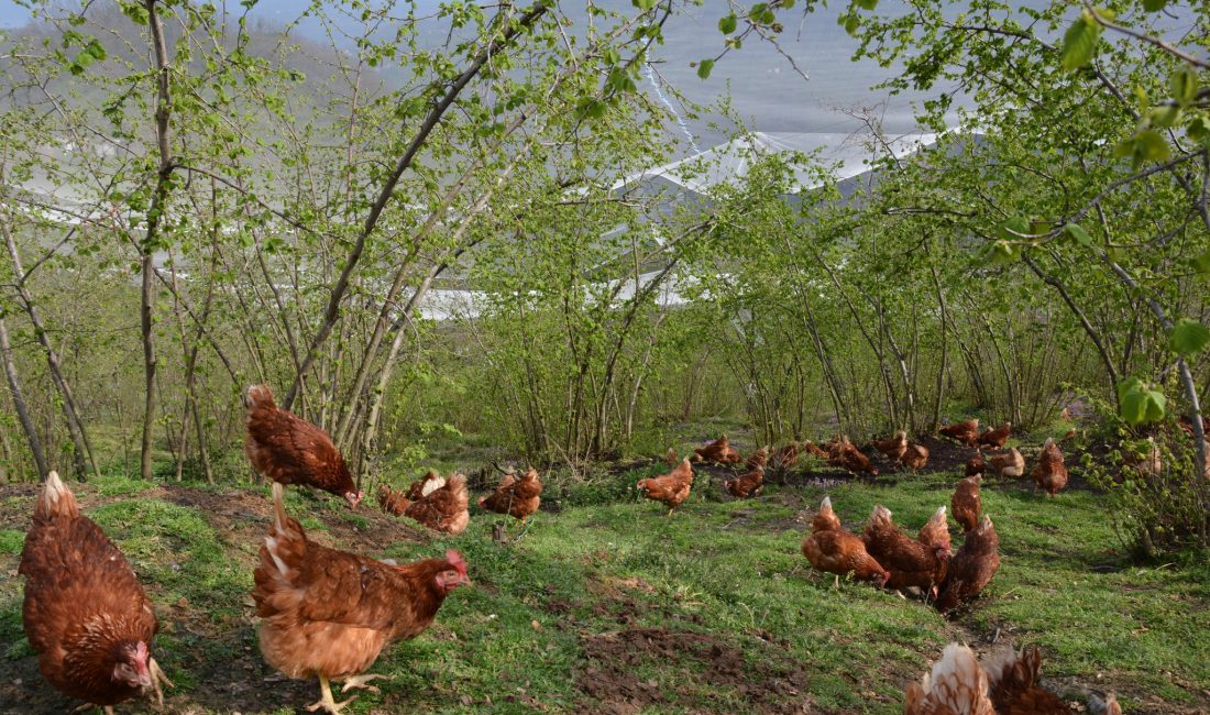 Fındık Bahçelerinde Yarka Projesi 2. Çağrı Hibe Başvuru Sonuçları Belli Oldu DOKAP Bölge Kalkınma İdaresi Başkanlığı ile İl Müdürlüğümüz iş birliğinde