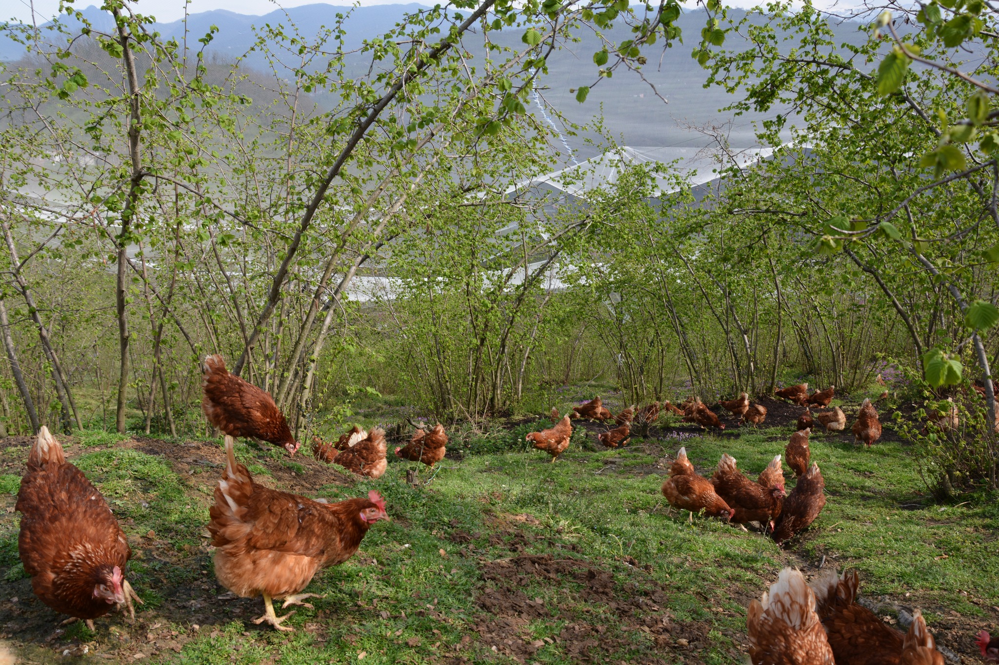Fındık Bahçelerinde Yarka Projesi 2. Çağrı Hibe Başvuru Sonuçları Belli Oldu DOKAP Bölge Kalkınma İdaresi Başkanlığı ile İl Müdürlüğümüz iş birliğinde