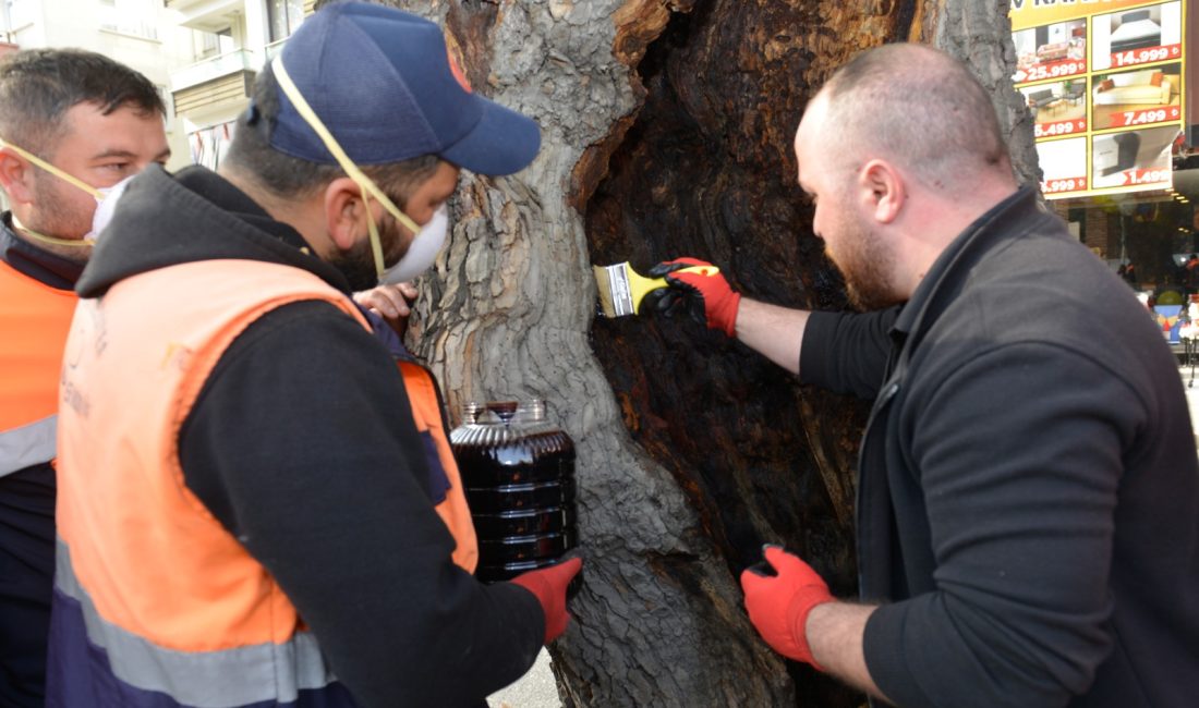 Karaçomak Deresi kenarında bulunan çınar ağaçları Kastamonu Belediyesi ile İstanbul