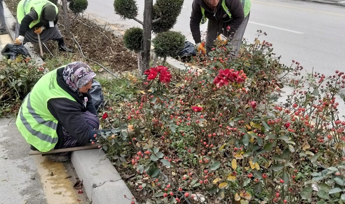 Bolu Belediyesi’nden Kış Hazırlığı: Güller Budanıyor Bolu Belediyesi Park ve Bahçeler Müdürlüğü ekipleri, kent genelinde mevsimsel