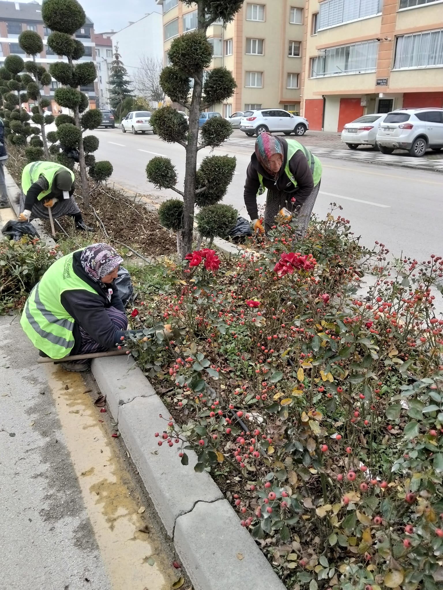 Bolu Belediyesi’nden Kış Hazırlığı: Güller Budanıyor Bolu Belediyesi Park ve Bahçeler Müdürlüğü ekipleri, kent genelinde mevsimsel