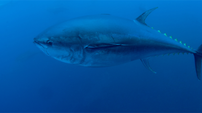 ​Tarım ve Orman Bakanı İbrahim Yumaklı, Atlantik Ton Balıklarının Korunması