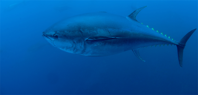 ​Tarım ve Orman Bakanı İbrahim Yumaklı, Atlantik Ton Balıklarının Korunması