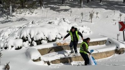 Merzifon Belediyesi, soğuk ve zorlu kış şartlarında yabani hayvanları da