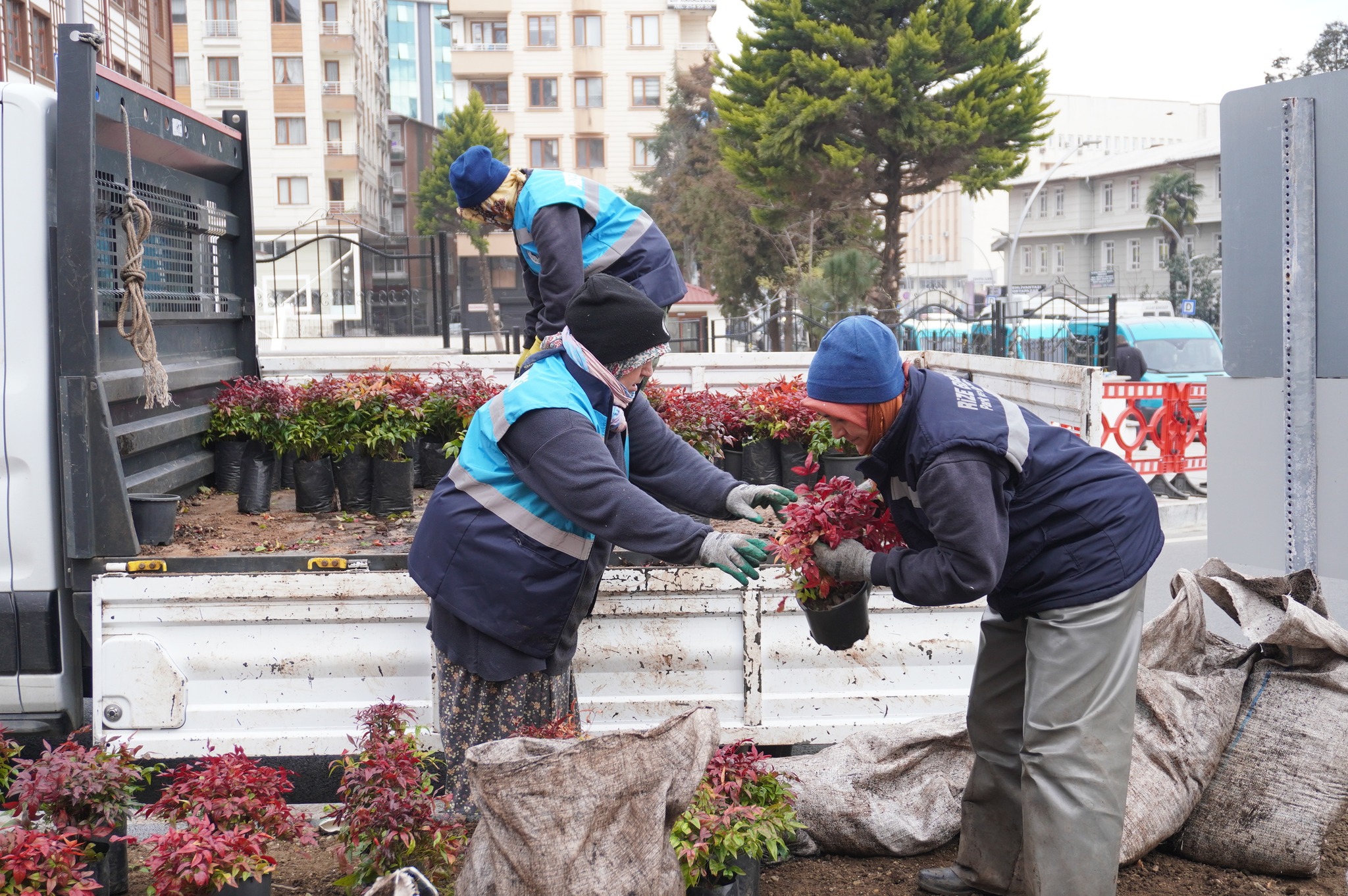 Rize Belediyesi Yaz Mevsimi İçin Bitkilendirme Çalışmalarına Başladı Rize Belediyesi, kentin yeşil dokusunu güçlendirmek ve yaz mevsimine daha