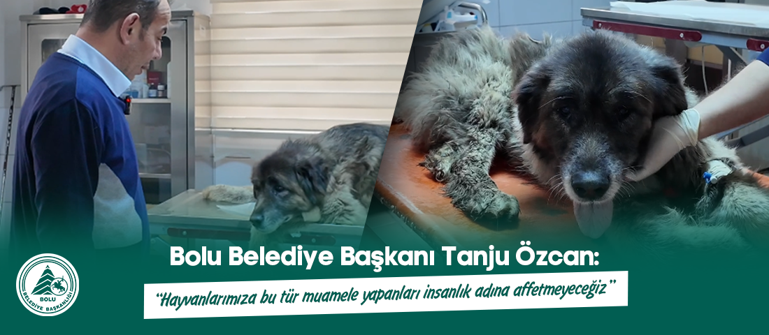 “Hayvanlarımıza bu tür muamele yapanları insanlık adına affetmeyeceğiz” Bolu Belediye Başkanı Tanju Özcan, yol ortasında uyurken bir aracın