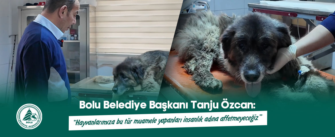 “Hayvanlarımıza bu tür muamele yapanları insanlık adına affetmeyeceğiz” Bolu Belediye Başkanı Tanju Özcan, yol ortasında uyurken bir aracın