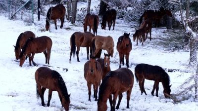 Son yılların en yoğun kar yağışının yaşandığı Bolu’da, zorlu kış