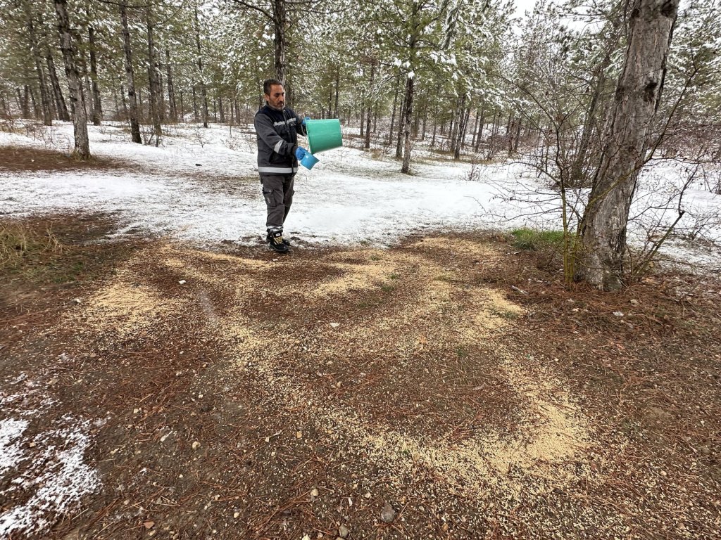 Çorum Belediyesi, kış mevsiminin etkisini artırdığı soğuk günlerde doğal ortamlarında