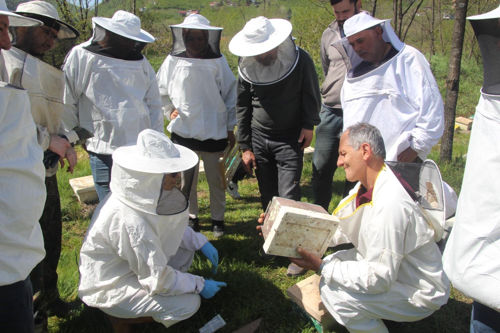Ordu İl Tarım ve Orman Müdürü Bayram Ay, Ordu Arıcılık