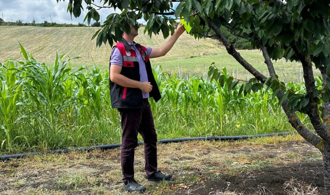 Samsun’un Bafra ilçesinde tarımsal üretimi tehdit eden zararlı ve hastalıklara