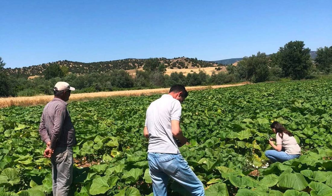 Çorum’da Bal Kabağı Üretim Alanlarında Hastalık ve Zararlı Kontrolleri Sürüyor Çorum’un Ortaköy ilçesinde bal kabağı üretim alanlarına yönelik saha kontrolleri