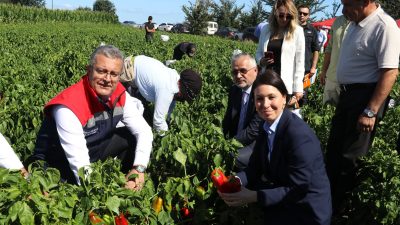 Türkiye’nin önemli kapya biber üretim merkezlerinden Samsun’da hasat dönemi başladı.
