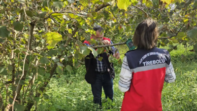 Giresun’un Tirebolu ilçesinde tarımsal üretimi tehdit eden kahverengi kokarcaya karşı