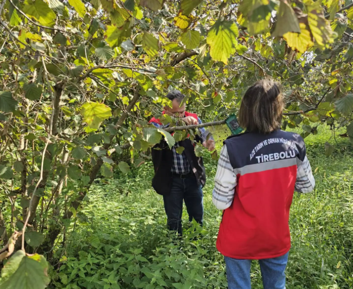 Tirebolu’da Kahverengi Kokarca Alarmı: Tuzaklar Düzenli Olarak İzleniyor Giresun’un Tirebolu ilçesinde tarımsal üretimi tehdit eden kahverengi kokarcaya karşı
